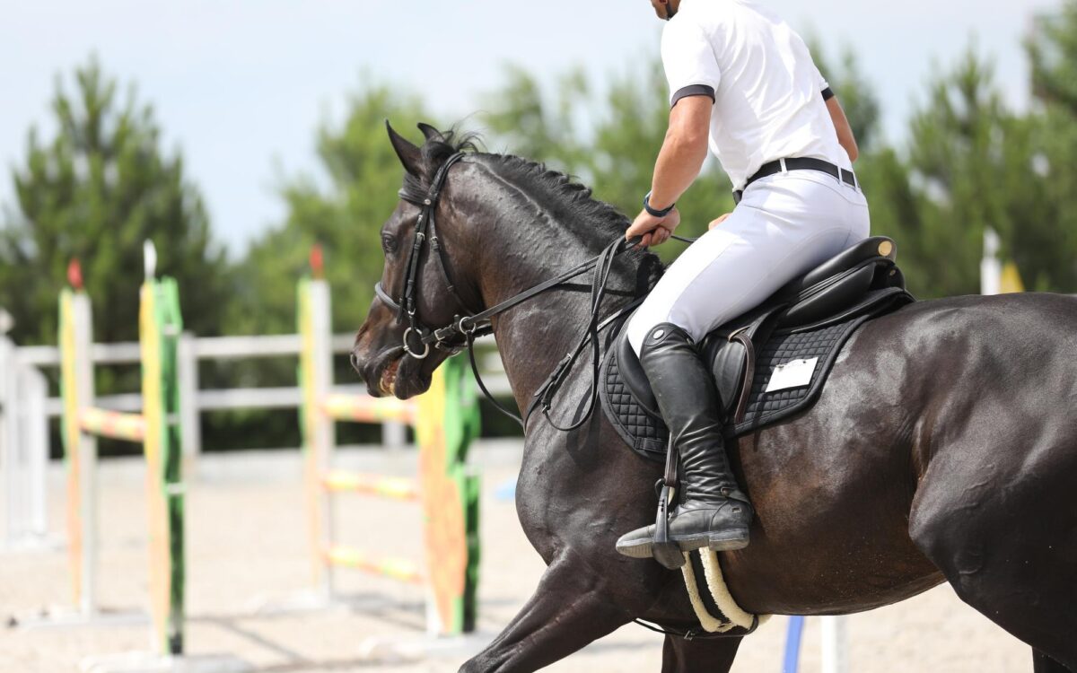 Cum să alegi calul potrivit pentru disciplina ta equestră