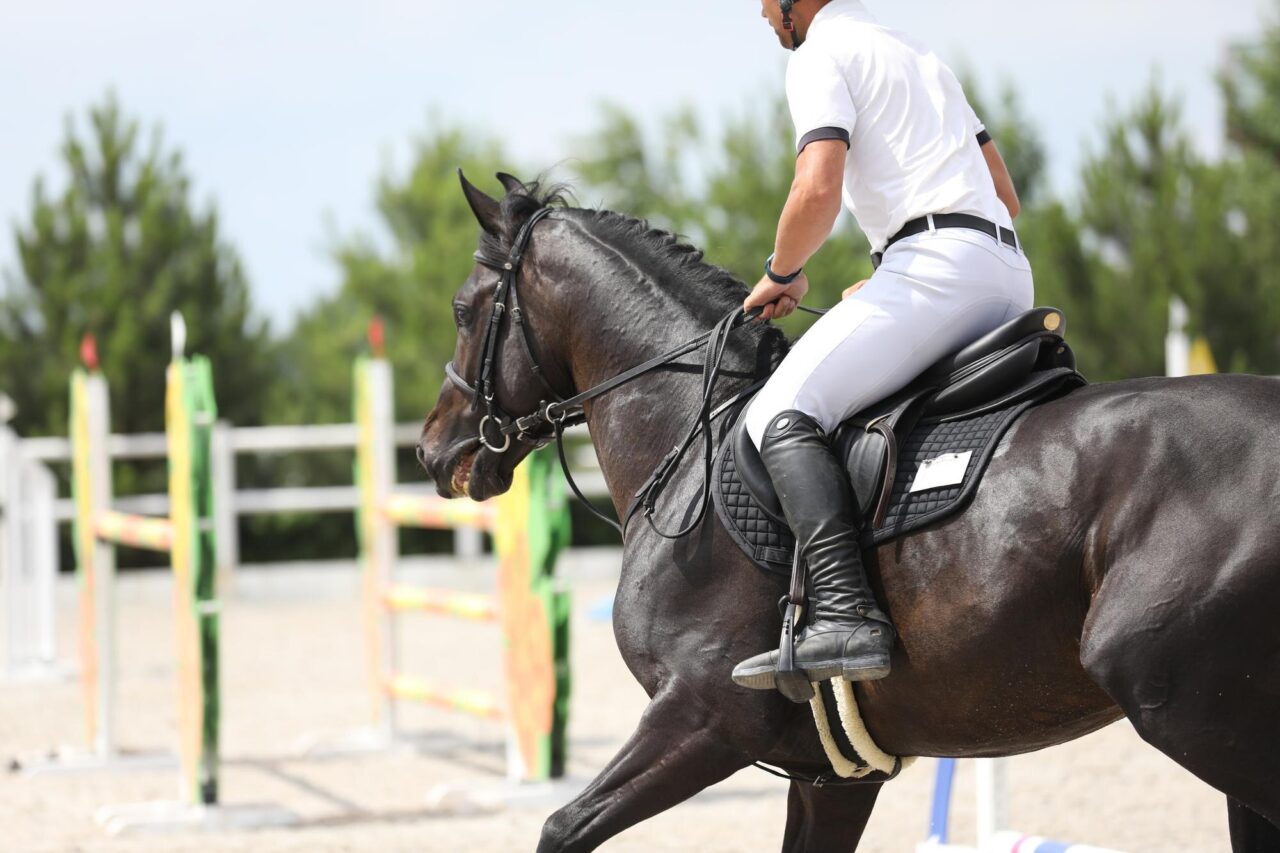 Cum să alegi calul potrivit pentru disciplina ta equestră
