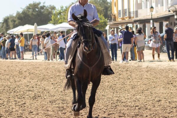 Eveningul eqvestre: combinația de dresaj, jumping și cross-country
